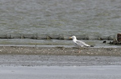 Larus argentatus mongolicus