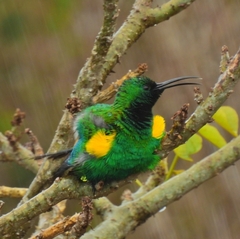 Nectarinia famosa famosa