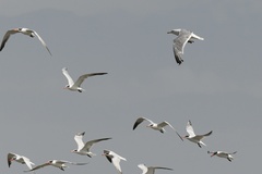 Larus argentatus mongolicus