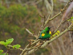 Nectarinia famosa famosa