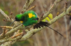Nectarinia famosa famosa