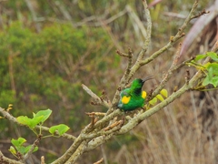 Nectarinia famosa famosa