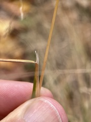 Agrostis scabra