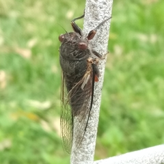 Birrima castanea