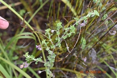 Indigofera alopecuroides
