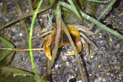 Geothelphusa bicolor