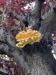 Laetiporus sulphureus
