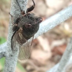 Birrima castanea