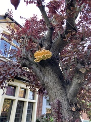 Laetiporus sulphureus
