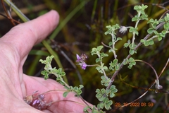 Indigofera alopecuroides