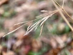 Agrostis scabra