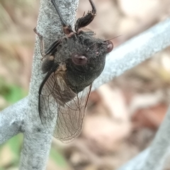Birrima castanea