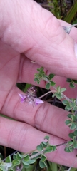 Indigofera alopecuroides