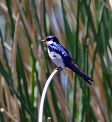 Hirundo albigularis