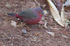 Lagonosticta rubricata