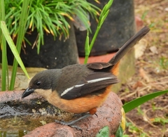 Laniarius ferrugineus