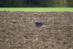 Corvus