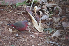 Lagonosticta rubricata