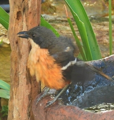 Laniarius ferrugineus