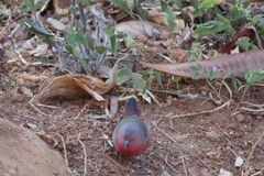 Lagonosticta rubricata