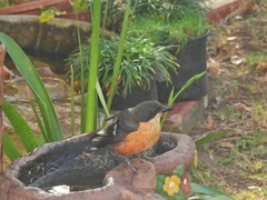 Laniarius ferrugineus