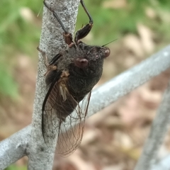 Birrima castanea