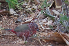 Lagonosticta rubricata