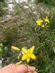 Cyanella lutea
