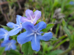 Aegonychon zollingeri