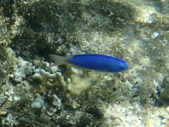 Pomacentrus coelestis