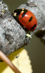 Coccinella transversoguttata