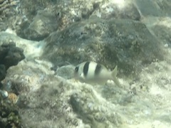 Parupeneus crassilabris