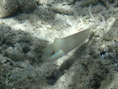 Valenciennea strigata