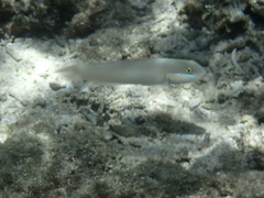 Valenciennea strigata