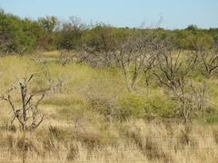 Cleomella angustifolia