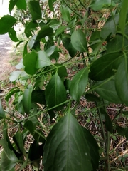 Pristimera longipetiolata