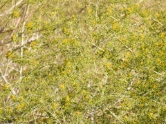 Cleomella angustifolia