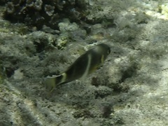 Chrysiptera leucopoma