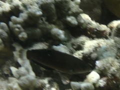 Halichoeres marginatus