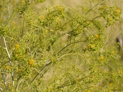 Cleomella angustifolia