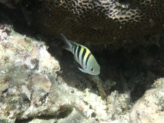 Abudefduf vaigiensis