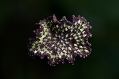 Dorstenia elata