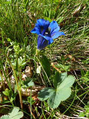 Gentiana acaulis