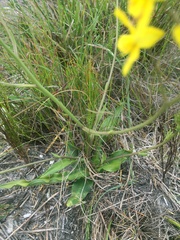Cyanella lutea