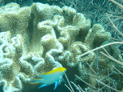 Neoglyphidodon melas