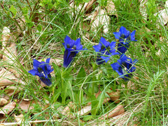Gentiana acaulis