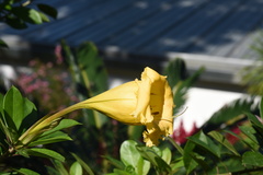 Solandra maxima
