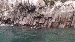 Arctocephalus galapagoensis