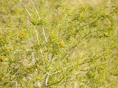 Cleomella angustifolia