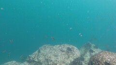 Thalassoma lucasanum